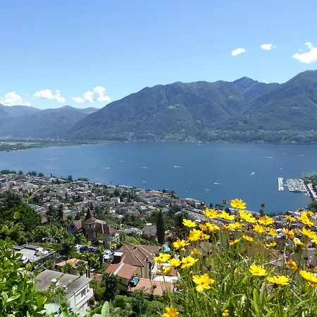 Collina D'oro C14 By Fewotessin